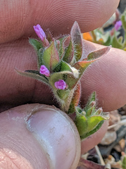 Epilobium densiflorum