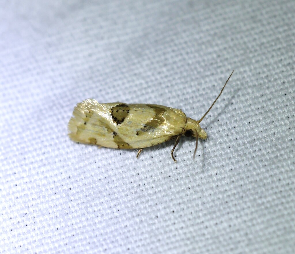 Razowski's Aethes Moth from 8307 W Gardner Rd, Bloomington, IN 47403 ...