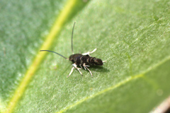 Zapyrastra calliphana