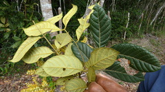 Tachigali densiflora