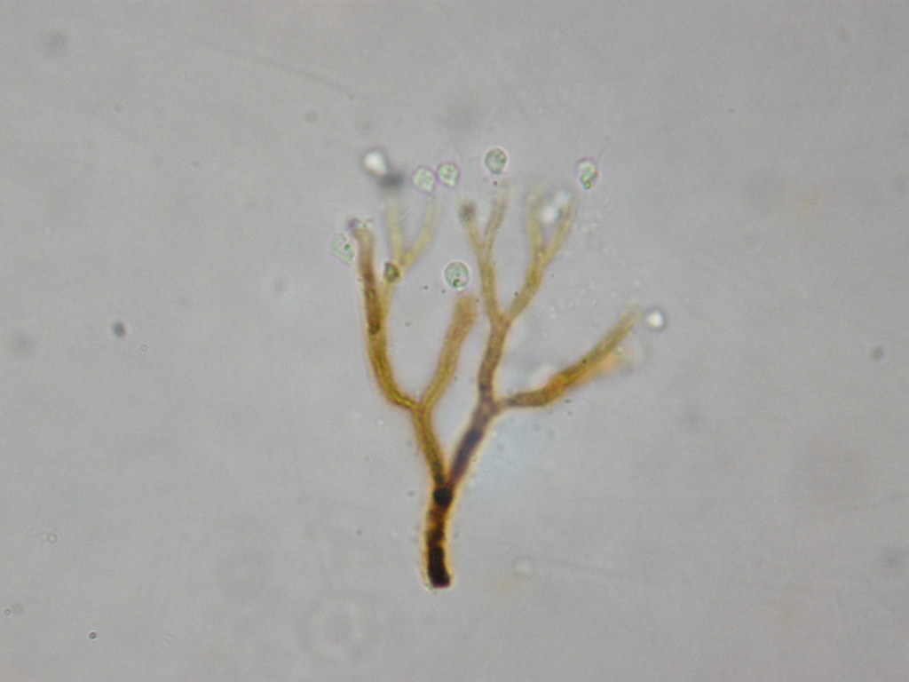 Siderodendron