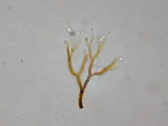 Anthophysa