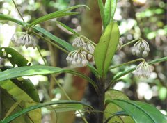 Ardisia lindleyana