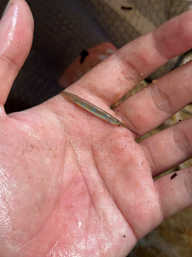 Forest Halfbeak