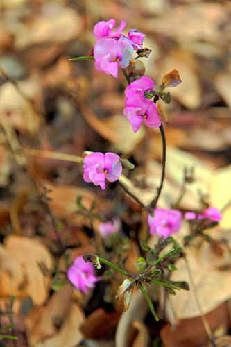 Vigna unguiculata subsp. stenophylla image