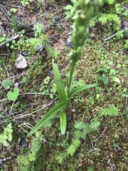 Platanthera aquilonis