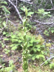 Platanthera aquilonis