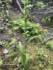 Platanthera aquilonis