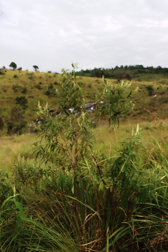 Image of Buddleja salviifolia by (c) Tony Rebelo, some rights reserved (CC BY-SA)