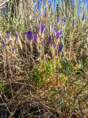 Brodiaea elegans