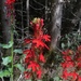 Cardinal Flower - Photo (c) Mike Jones, some rights reserved (CC BY-NC), uploaded by Mike Jones