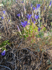 Brodiaea elegans