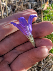 Brodiaea elegans