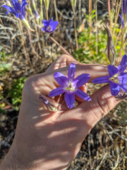 Brodiaea elegans