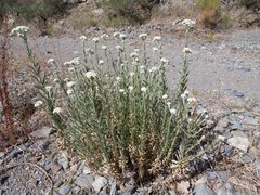 Pseudognaphalium leucocephalum