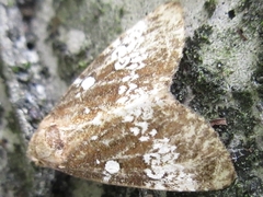 Dysmilichia gemella
