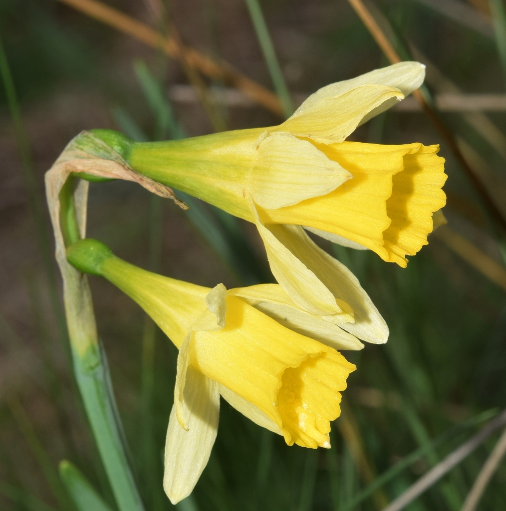 Narcissus nevadensis