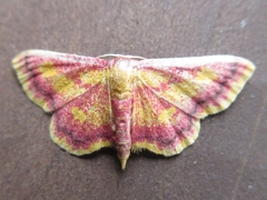 Idaea muricata