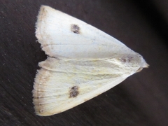 Rivula sericealis