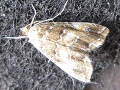 Elophila turbata