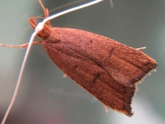 Lecitholaxa thiodora