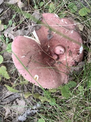 Russula cyanoxantha