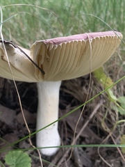 Russula cyanoxantha