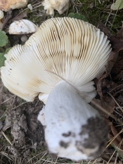 Russula cyanoxantha