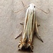 Polyhymno Moth - Photo (c) Royal Tyler, some rights reserved (CC BY-NC-SA), uploaded by Royal Tyler