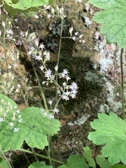 Heuchera missouriensis