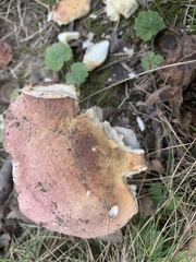 Russula cyanoxantha