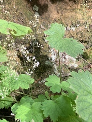 Heuchera missouriensis