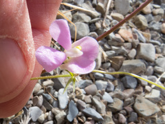 Phaseolus acutifolius acutifolius
