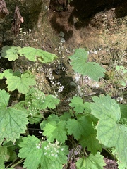 Heuchera missouriensis