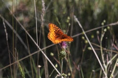 Speyeria nokomis