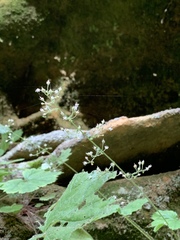 Heuchera missouriensis