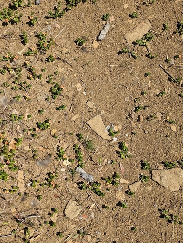 iNaturalist observation photo of Coyote