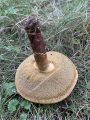 Xerocomellus chrysenteron