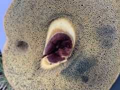 Xerocomellus chrysenteron