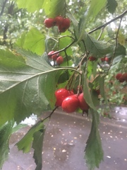 Crataegus