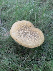 Xerocomellus chrysenteron