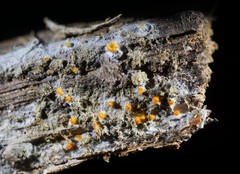 Arachnopeziza aurelia