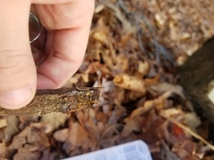 Arachnopeziza aurelia