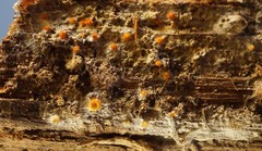 Arachnopeziza aurelia