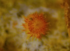 Arachnopeziza aurelia