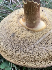 Xerocomellus chrysenteron