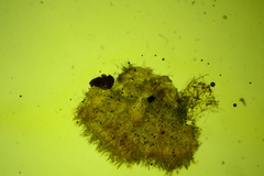 Arachnopeziza aurelia