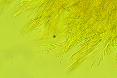 Arachnopeziza aurelia