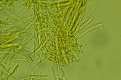 Arachnopeziza aurelia