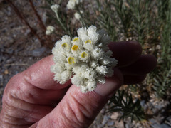 Pseudognaphalium leucocephalum